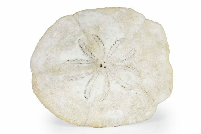 Miocene Echinoid (Monostychia) Fossil - Australia #218248